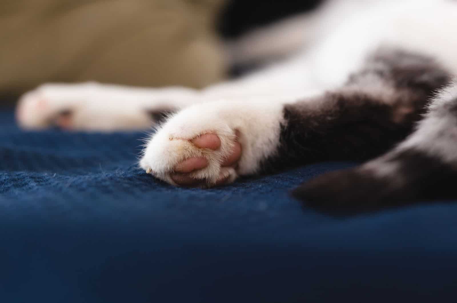 close shot of cat paws