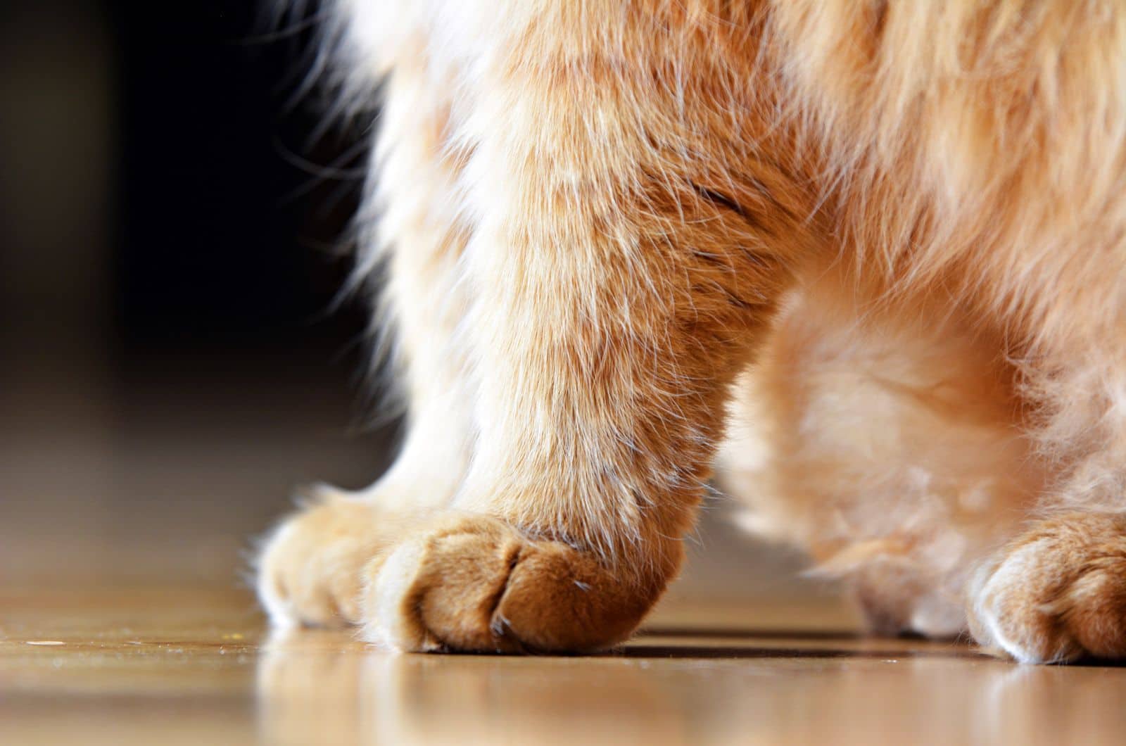 close shot of orange cat paws