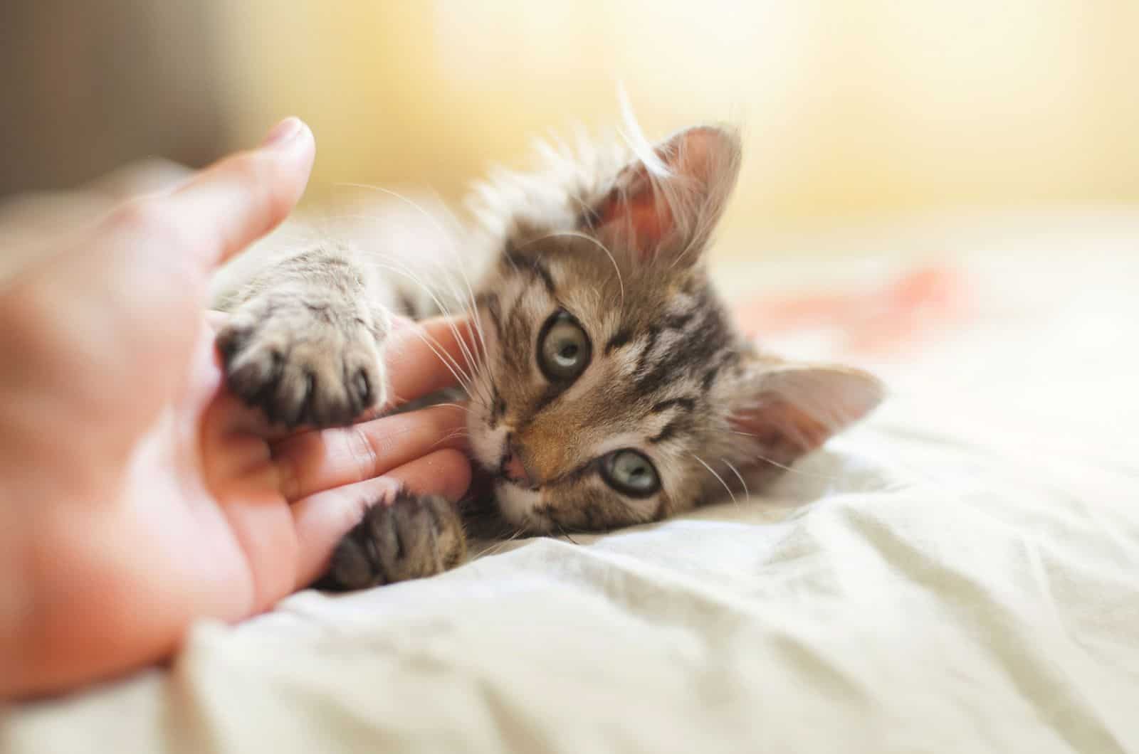 cute kitten biting human finger