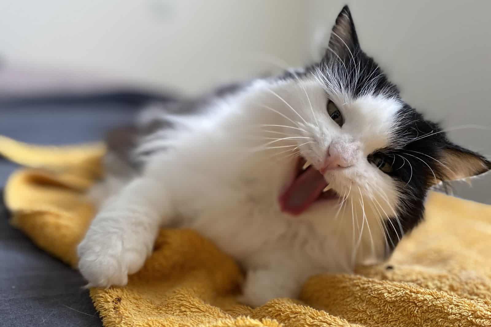 cute kitten lies on the towel and growls