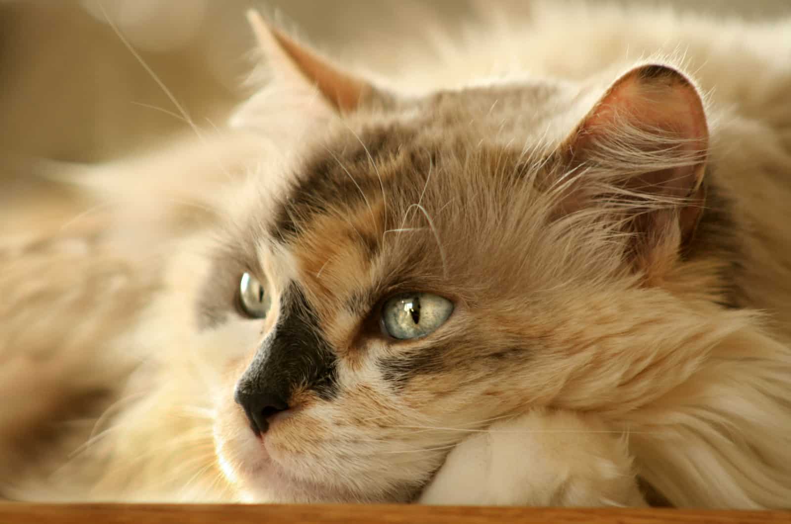 dilute calico cat resting