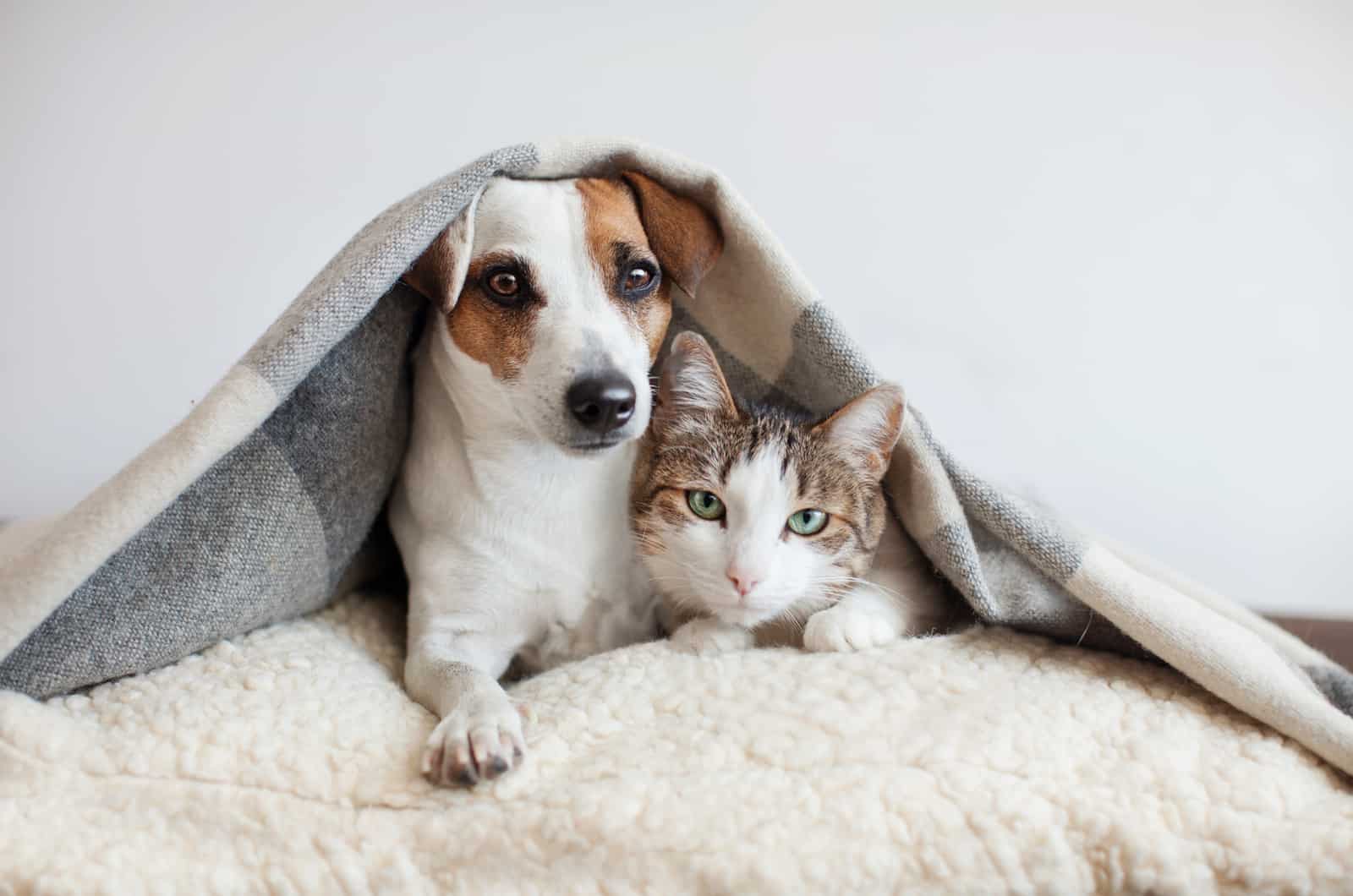 dog and cat under a blanket