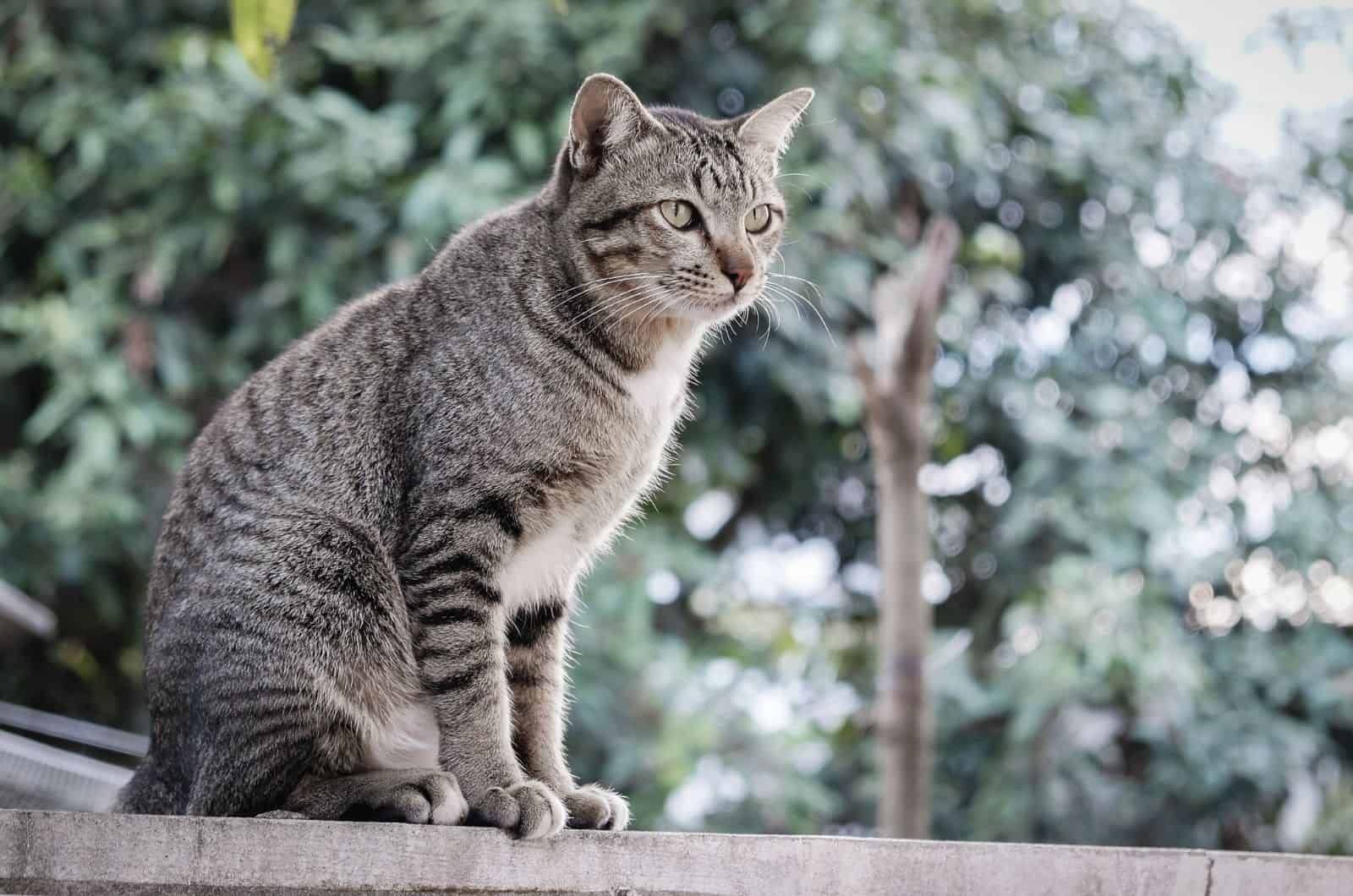 fat cat sitting outside