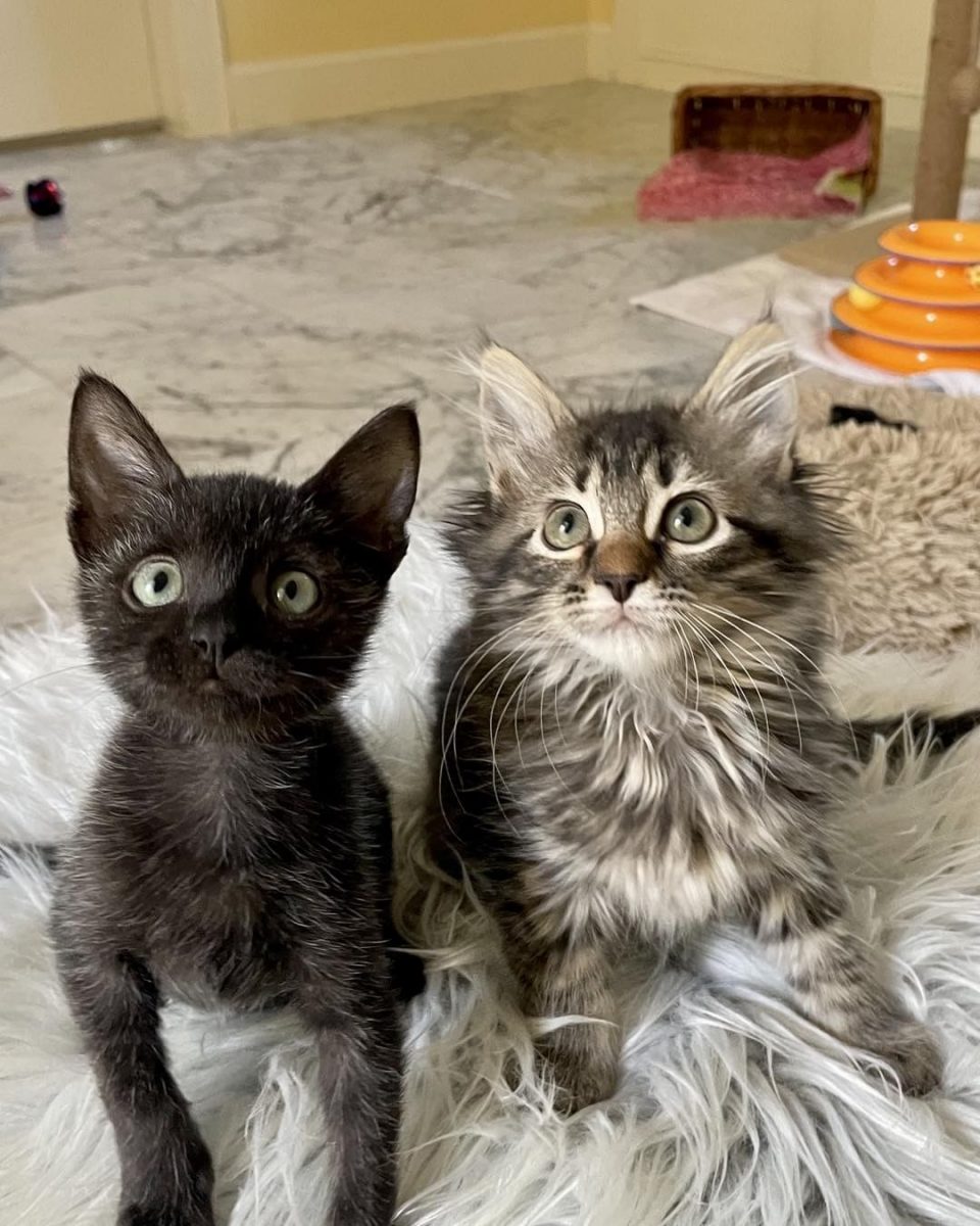 All About Fever Coat Kittens And Their Magical ColorChanging Ability