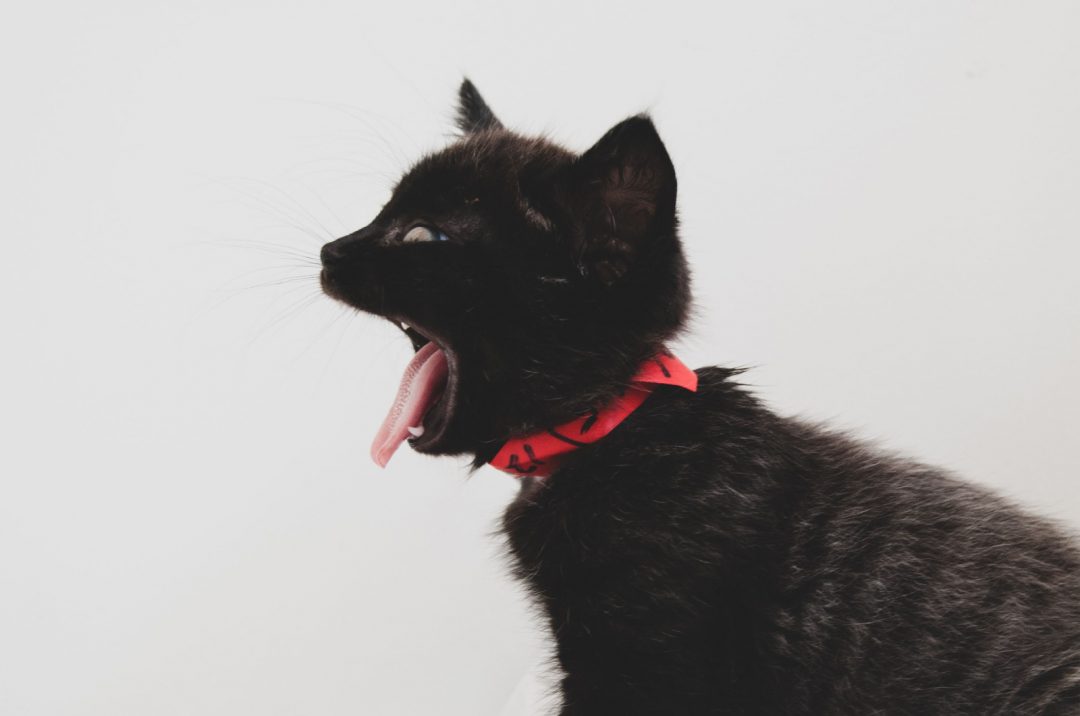 All About Fever Coat Kittens And Their Magical ColorChanging Ability