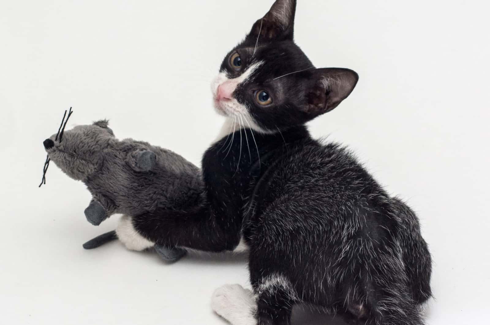 fever coat kitten with toy