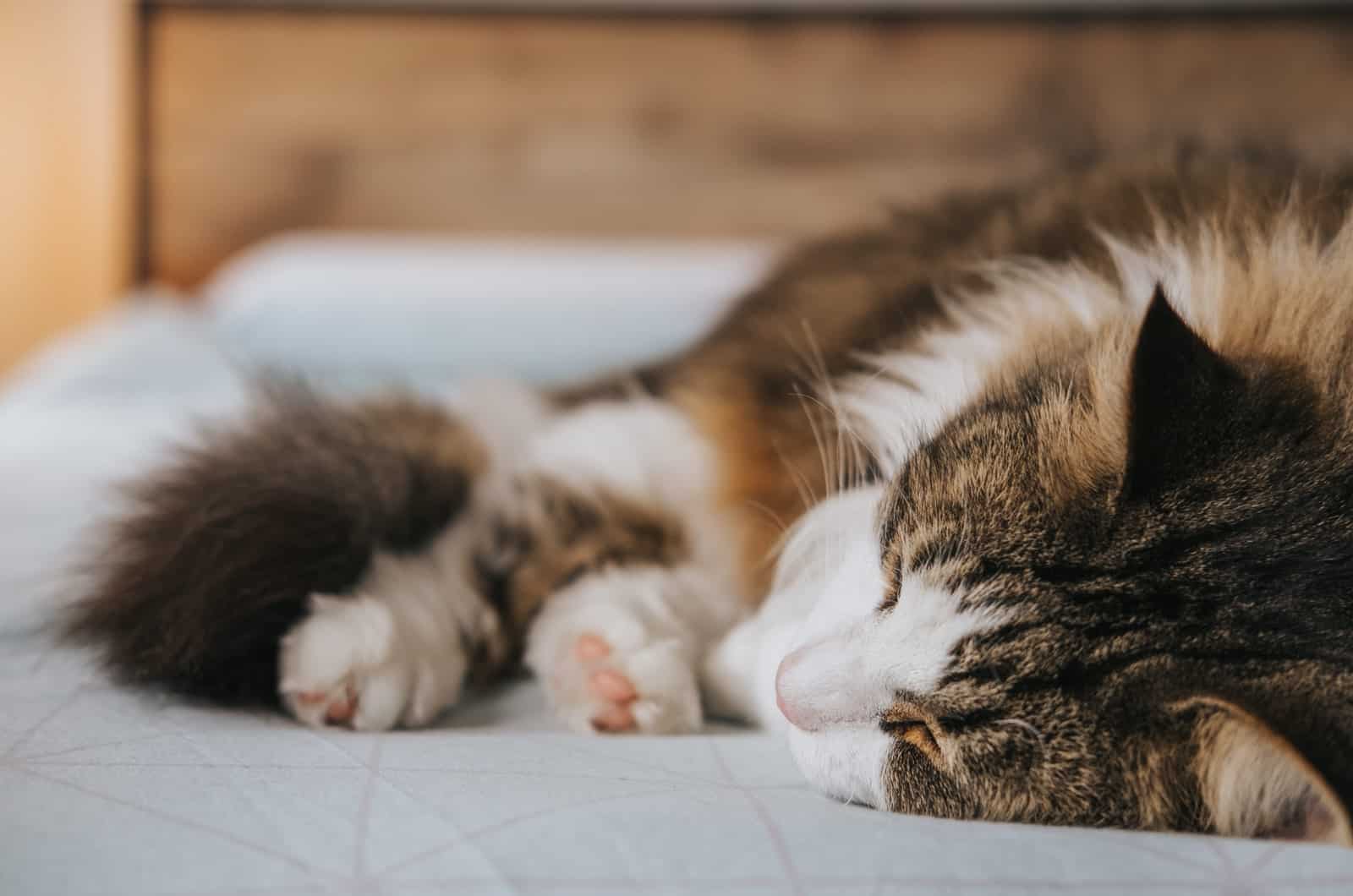 fluffy cat sleeping