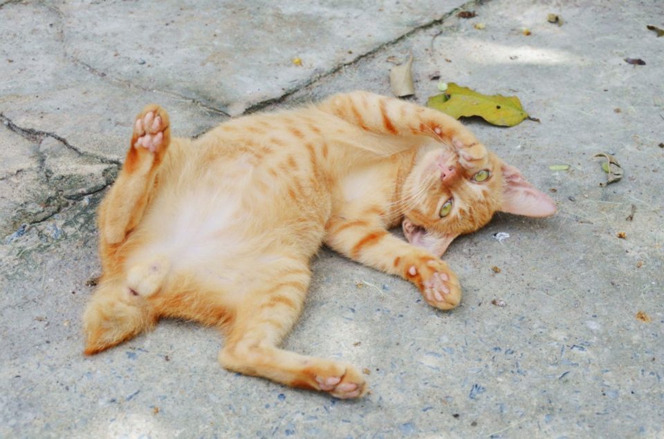 A Care Guide For 5MonthOld Kittens What To Expect