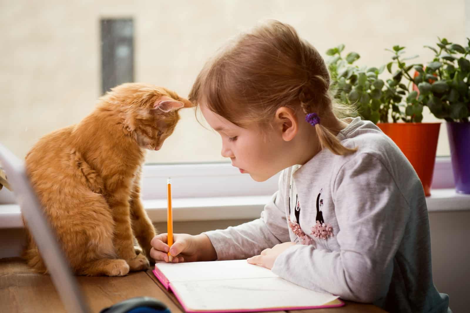 ginger kitten sitting on table where kid is writing