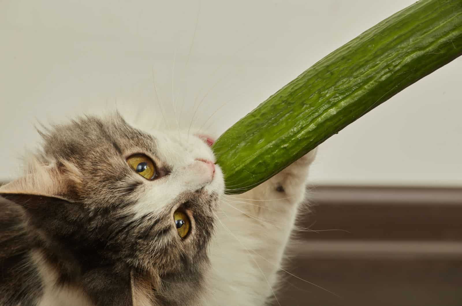 gray and white cat eating cucumber
