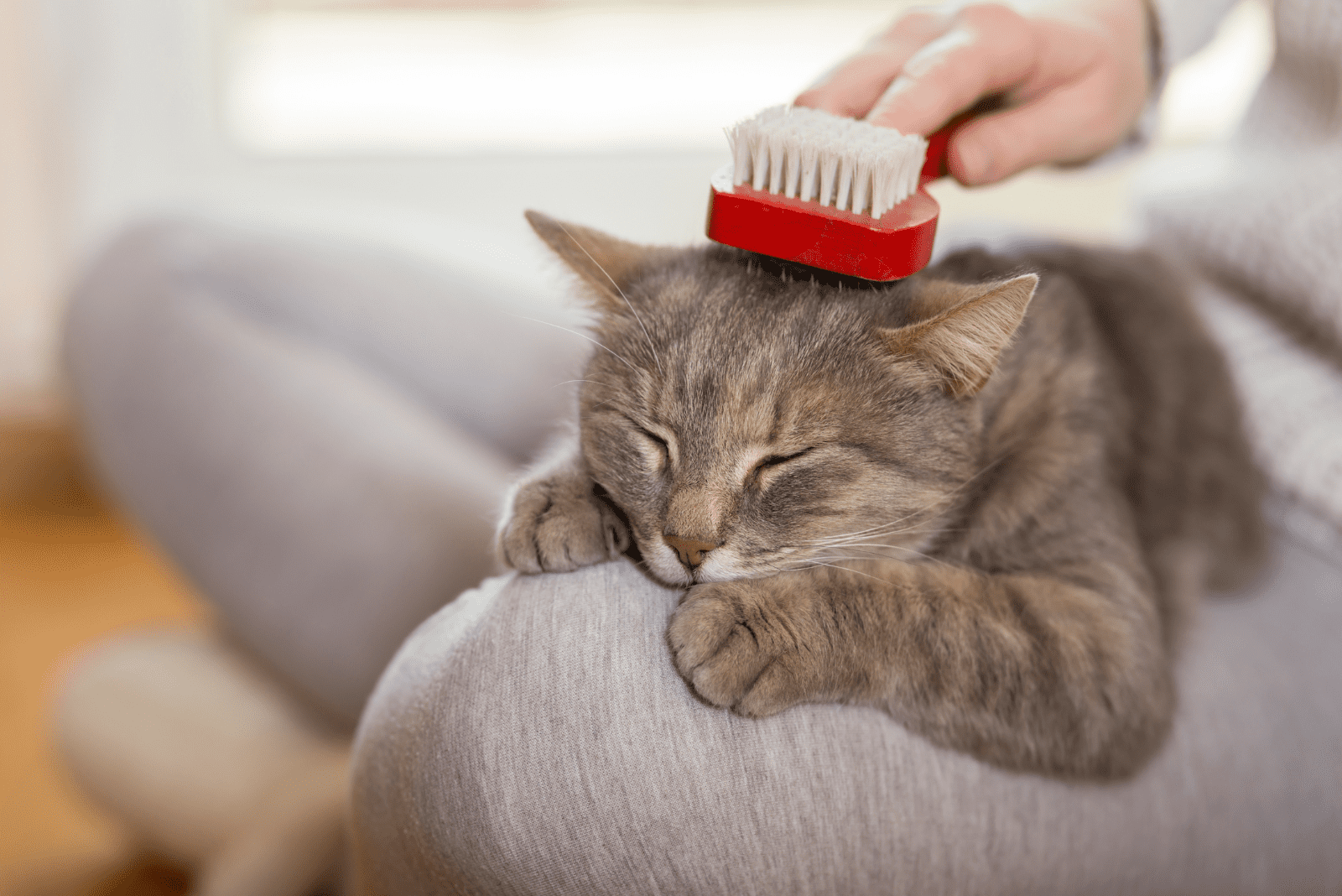 gray cat on woman's lap while brushing
