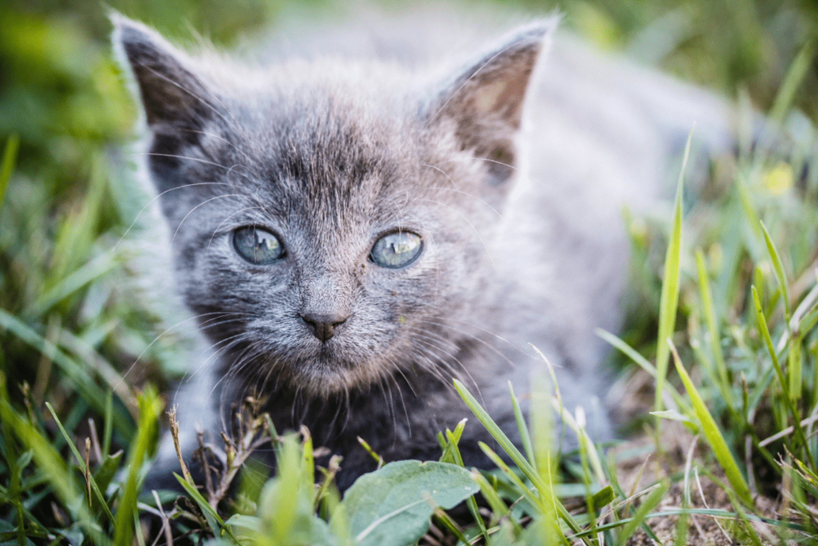 gray pale kitten on the grass