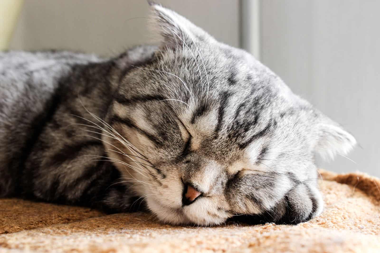 gray tabby cat sleeping