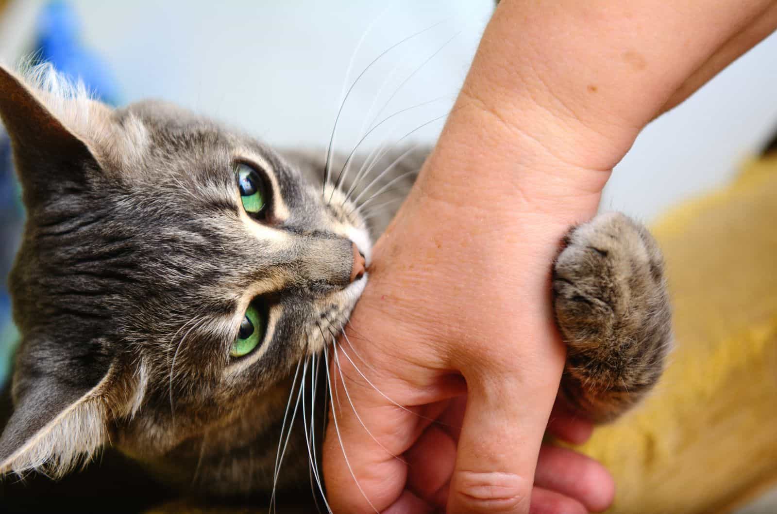 grey cat biting hand