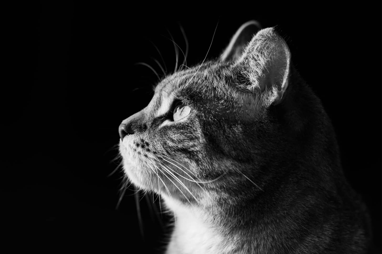 grey cat in direct sunlight on black background