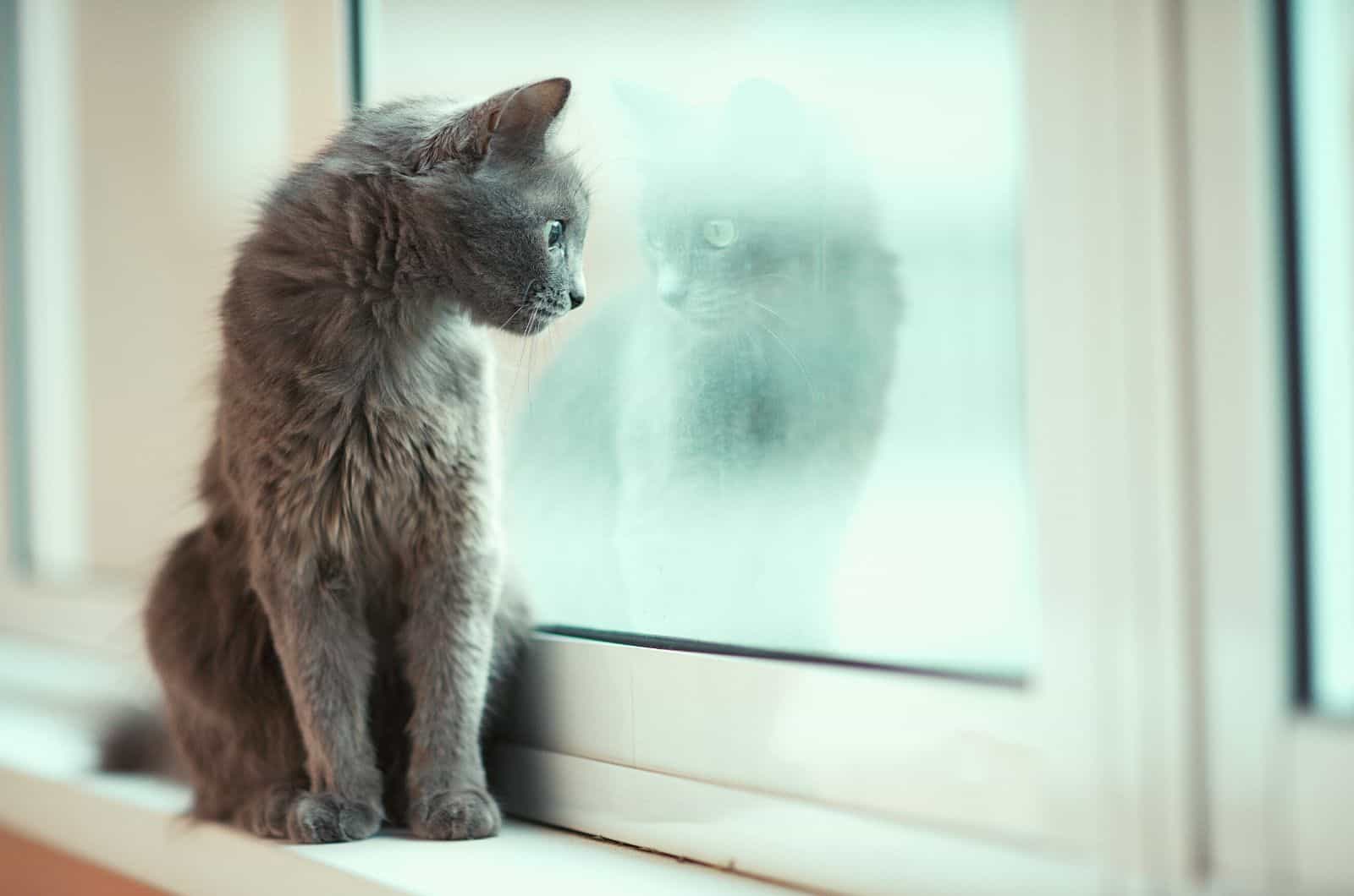grey cat sitting by window looking outside
