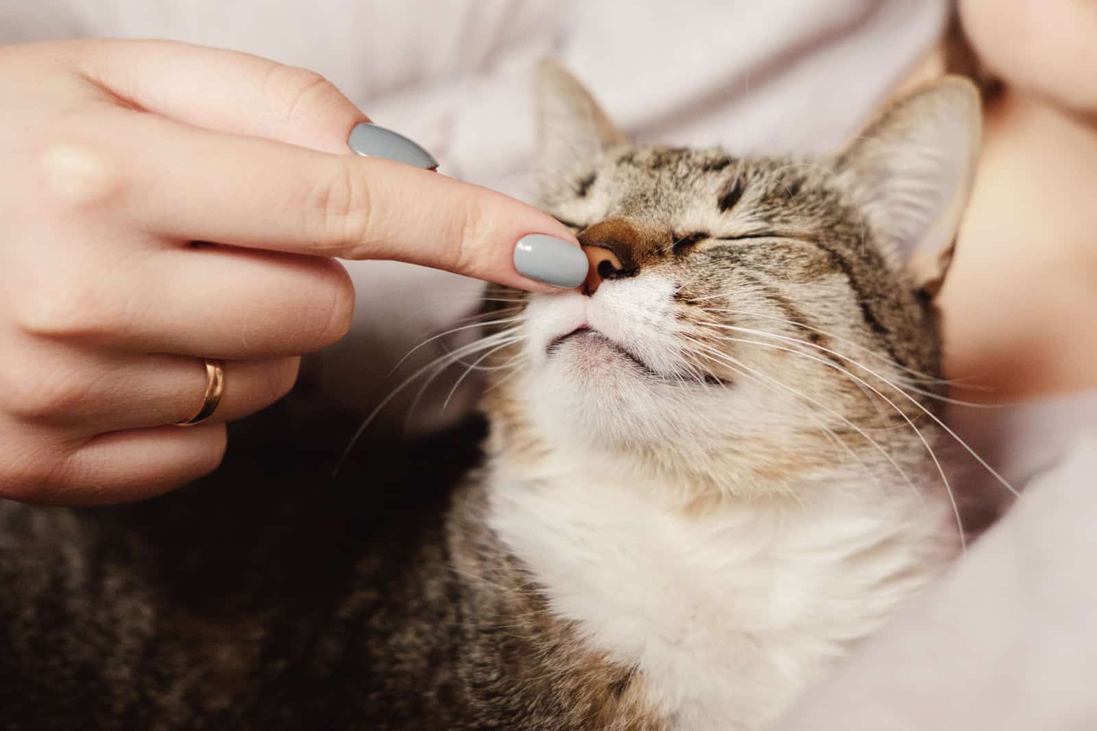 happy cat, owner is stroking cat