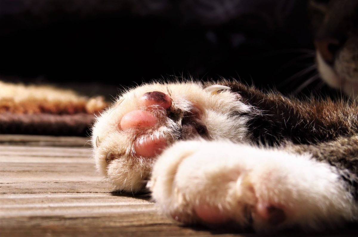 Do Horned Paws Hurt Cats And How To Be Sure