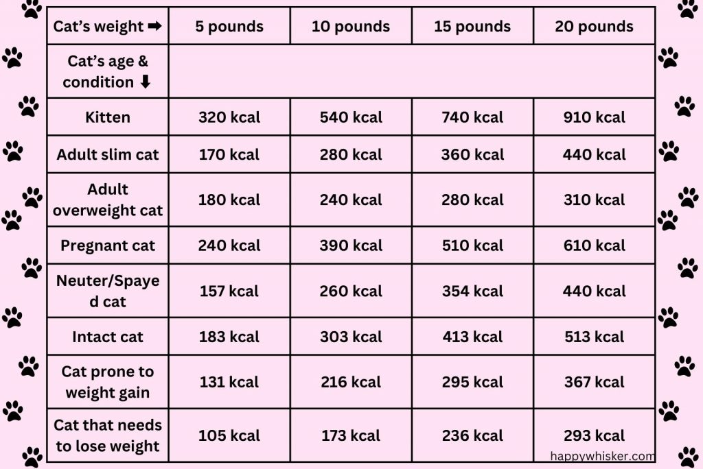 How Much Wet Food To Feed A Cat Per Day? Let's Find Out
