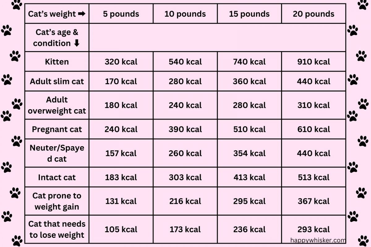 How Much Wet Food To Feed A Cat Per Day? Let's Find Out