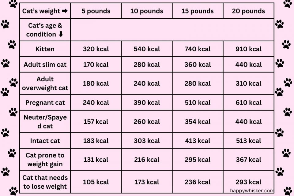 How Much Wet Food To Feed A Cat Per Day? Let's Find Out