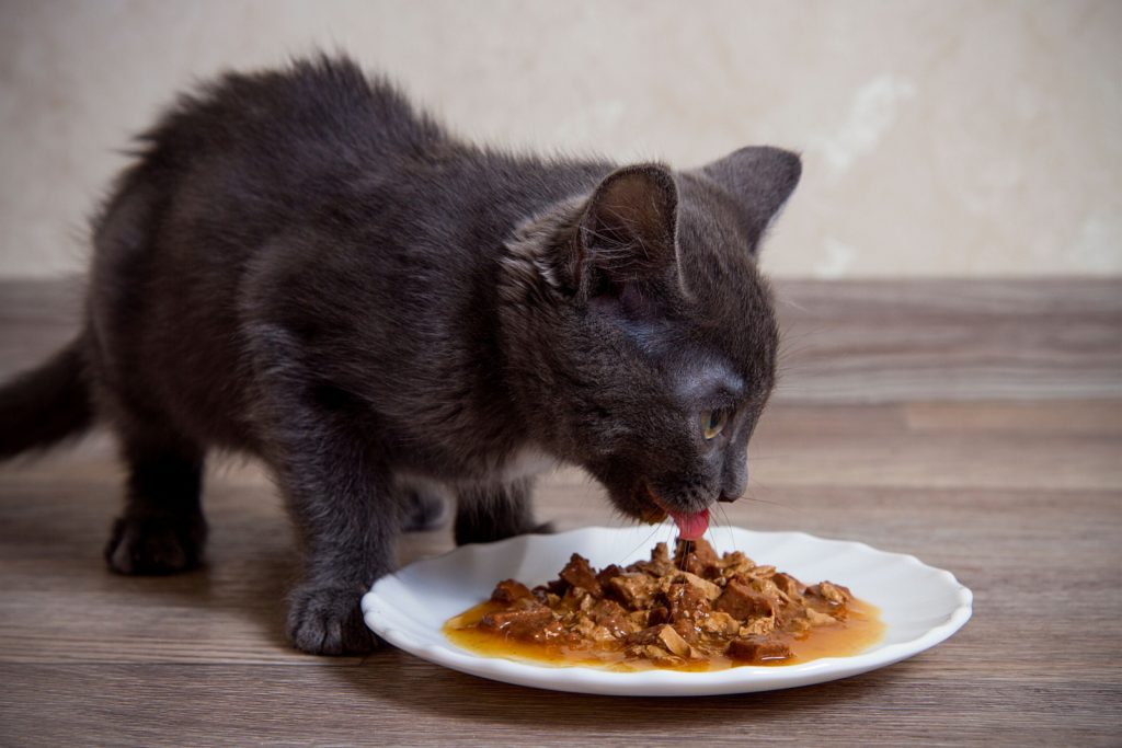 12 Tasty Gravy For Cats Recipes Your Cat Will Love You For
