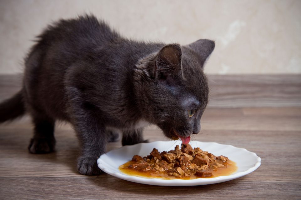 12 Tasty Gravy For Cats Recipes Your Cat Will Love You For