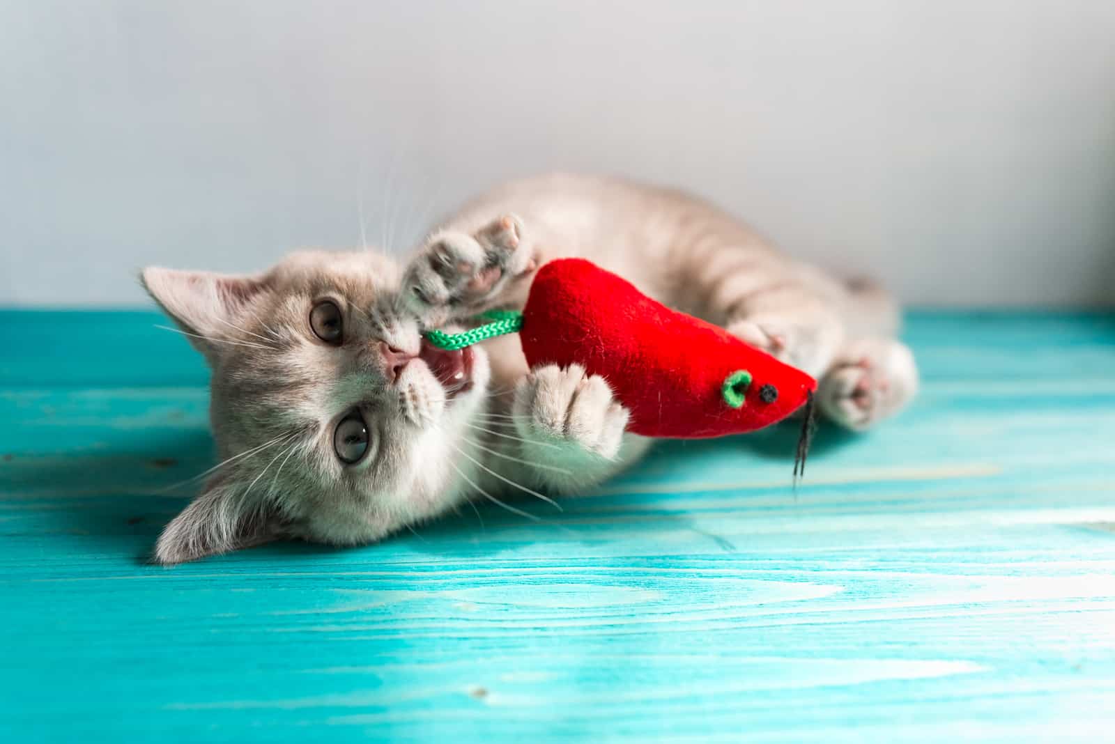 kitten plays with a red toy mouse