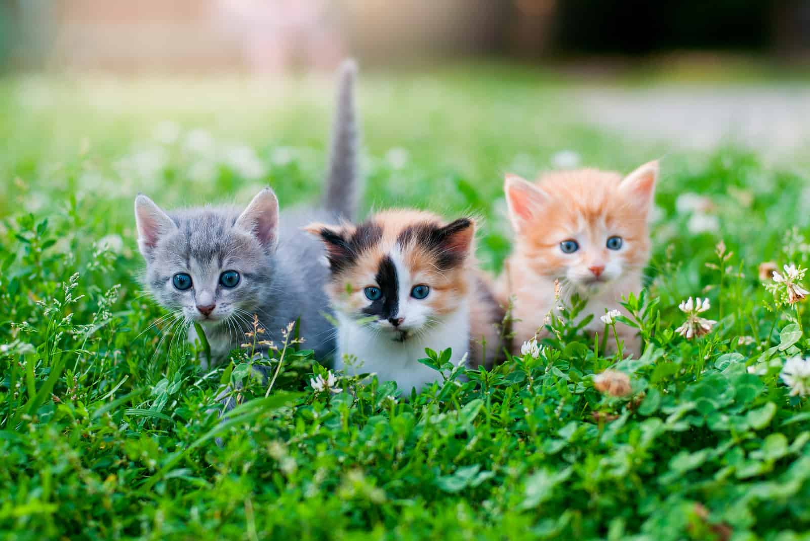 kittens with different coats