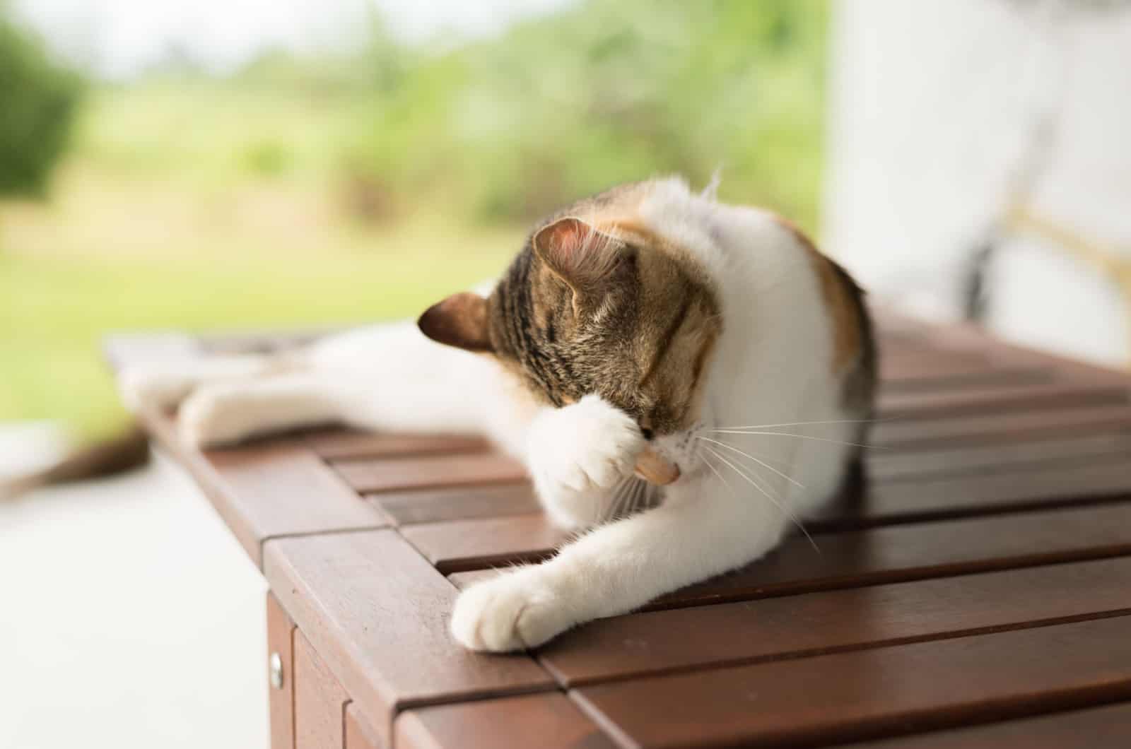 little cat itch and wash in the outdoor