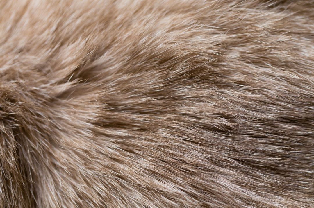 Why Has My Cat's Fur Gone Lumpy? 12 Potential Causes