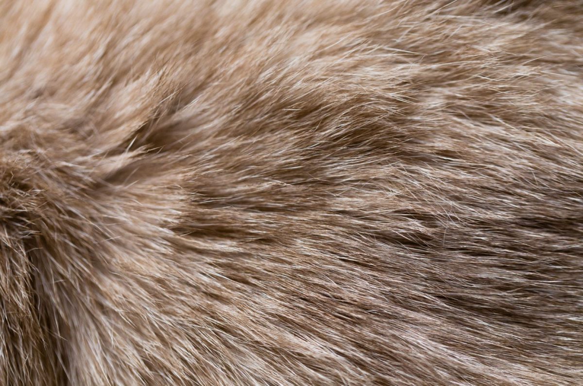 Why Has My Cat's Fur Gone Lumpy? 12 Potential Causes