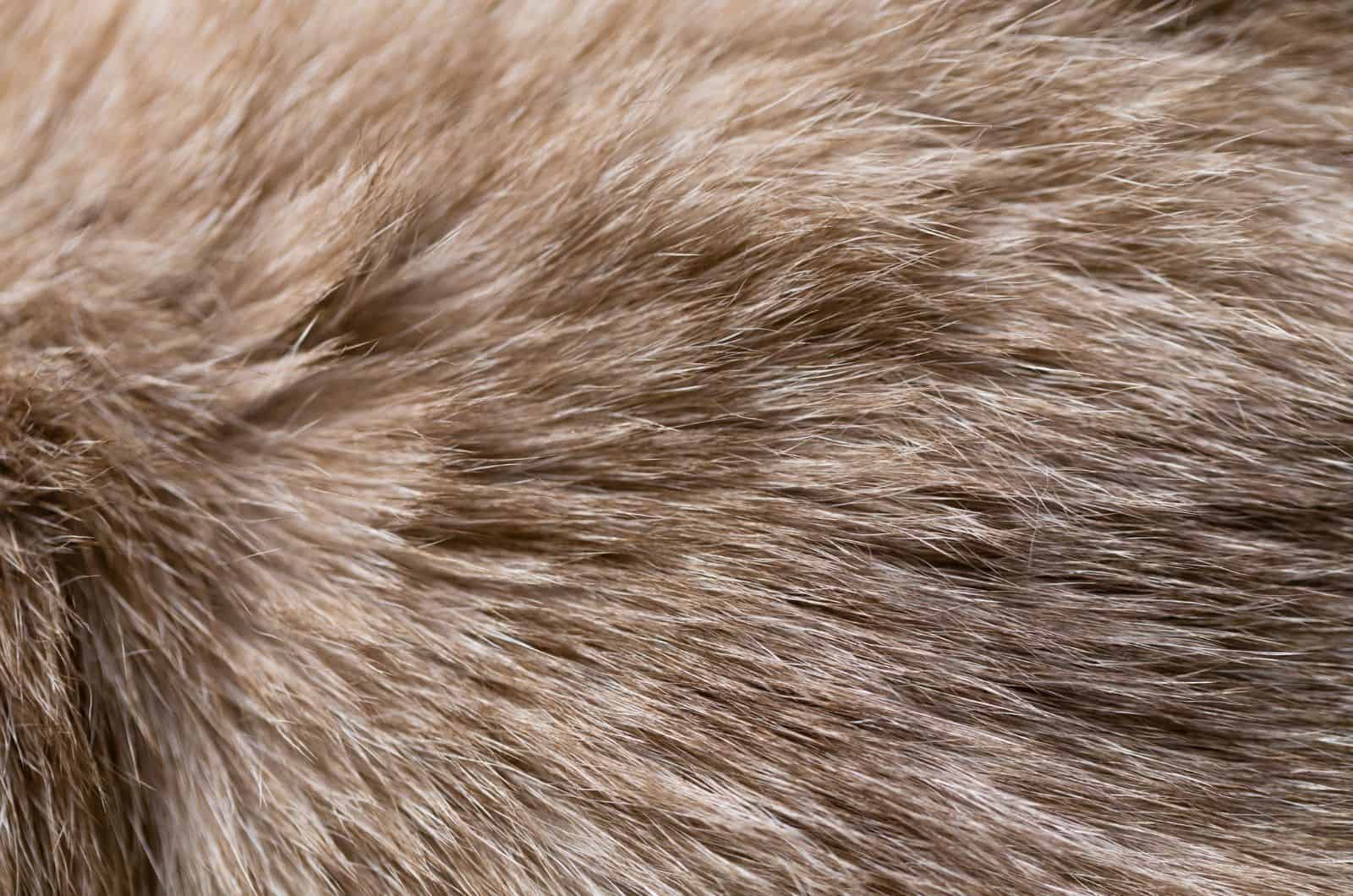 lumpy cat fur