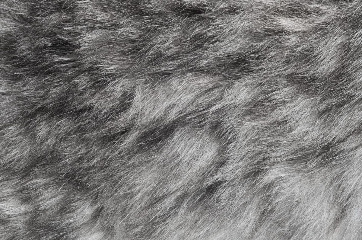 Why Has My Cat's Fur Gone Lumpy? 12 Potential Causes