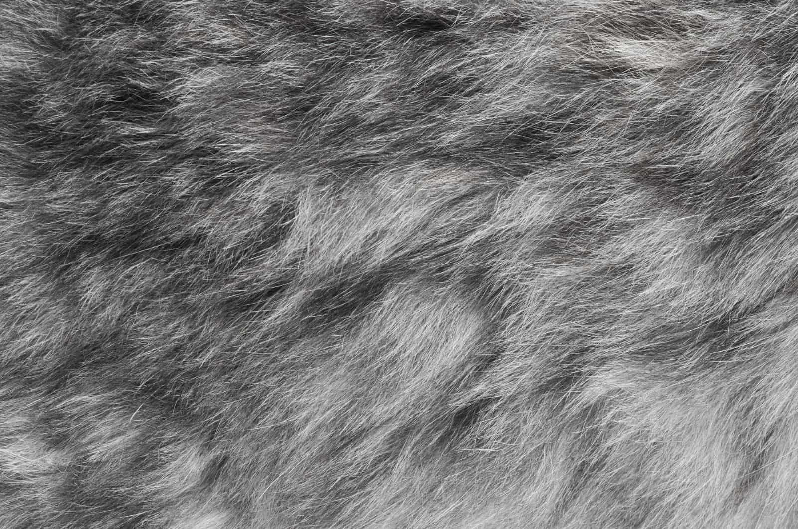 lumpy grey cat fur