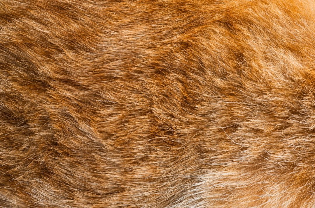 Why Has My Cat's Fur Gone Lumpy? 12 Potential Causes