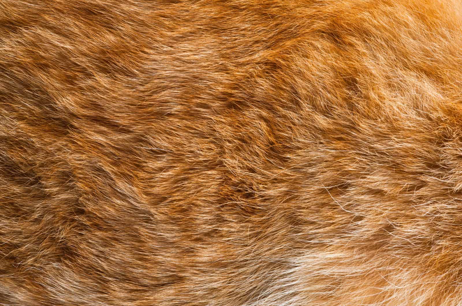 lumpy orange cat fur