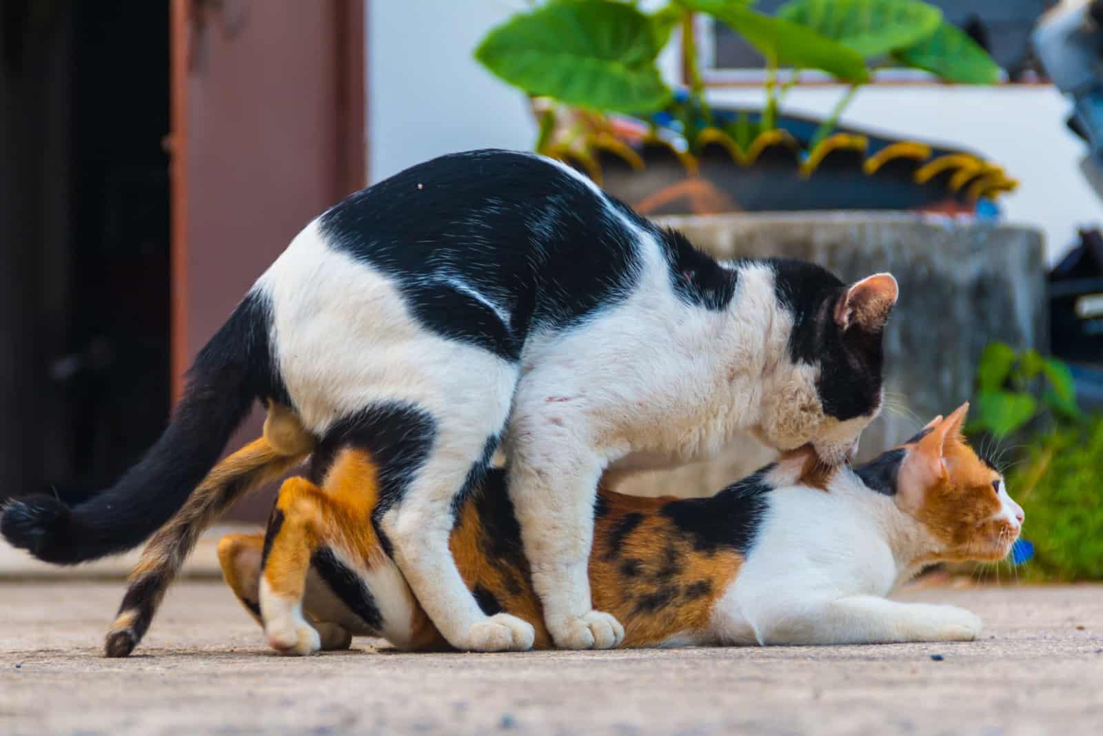 male and female cat mating