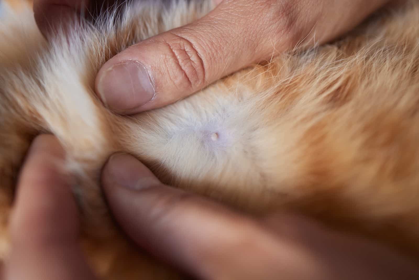 male cat nipple