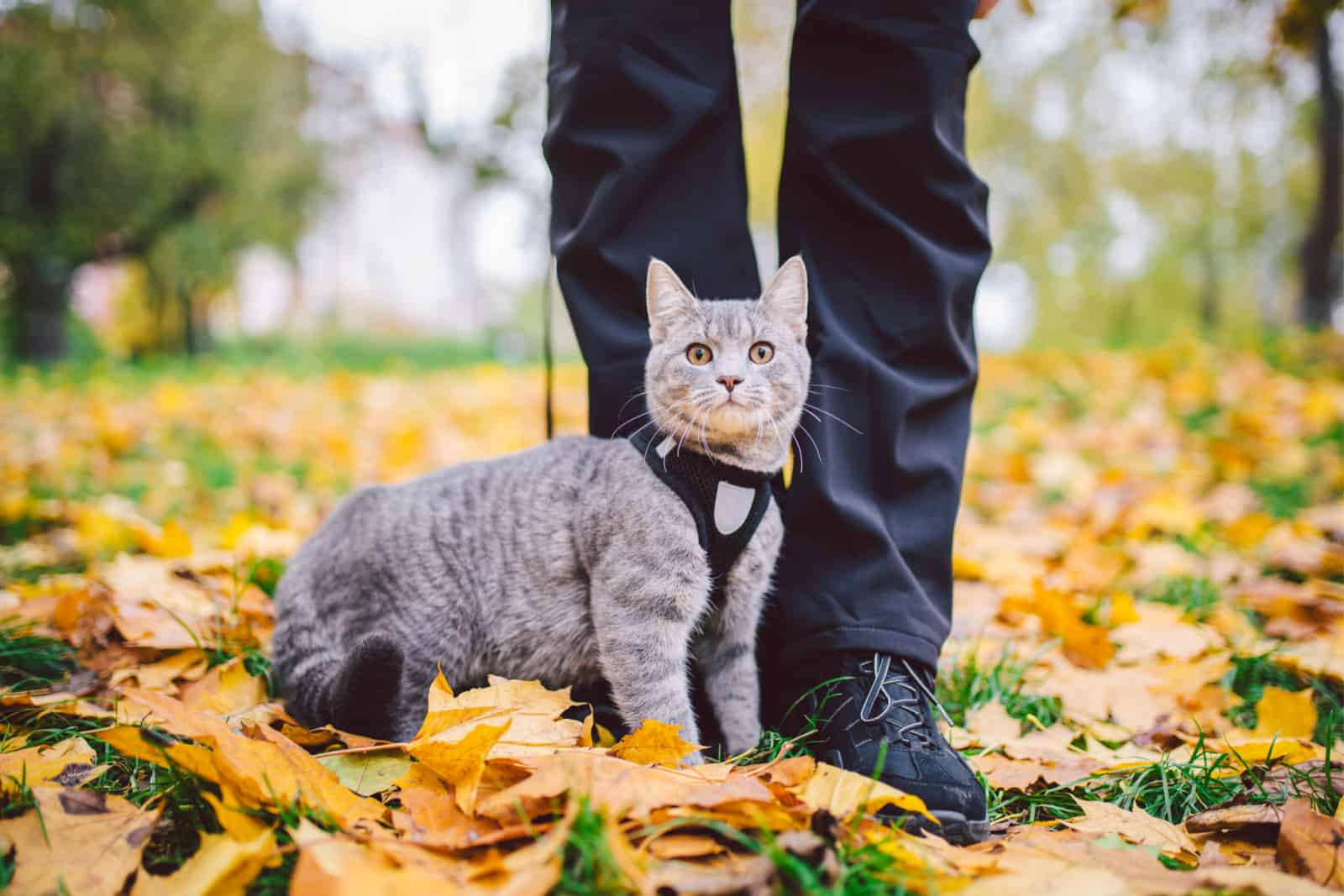 man walking a cat with harness