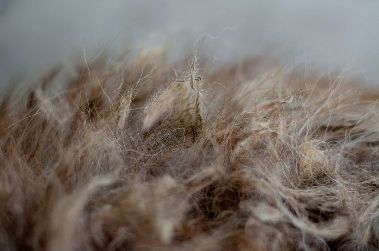 matted brown cat fur