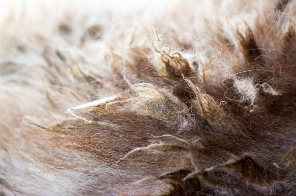 Why Has My Cat's Fur Gone Lumpy? 12 Potential Causes