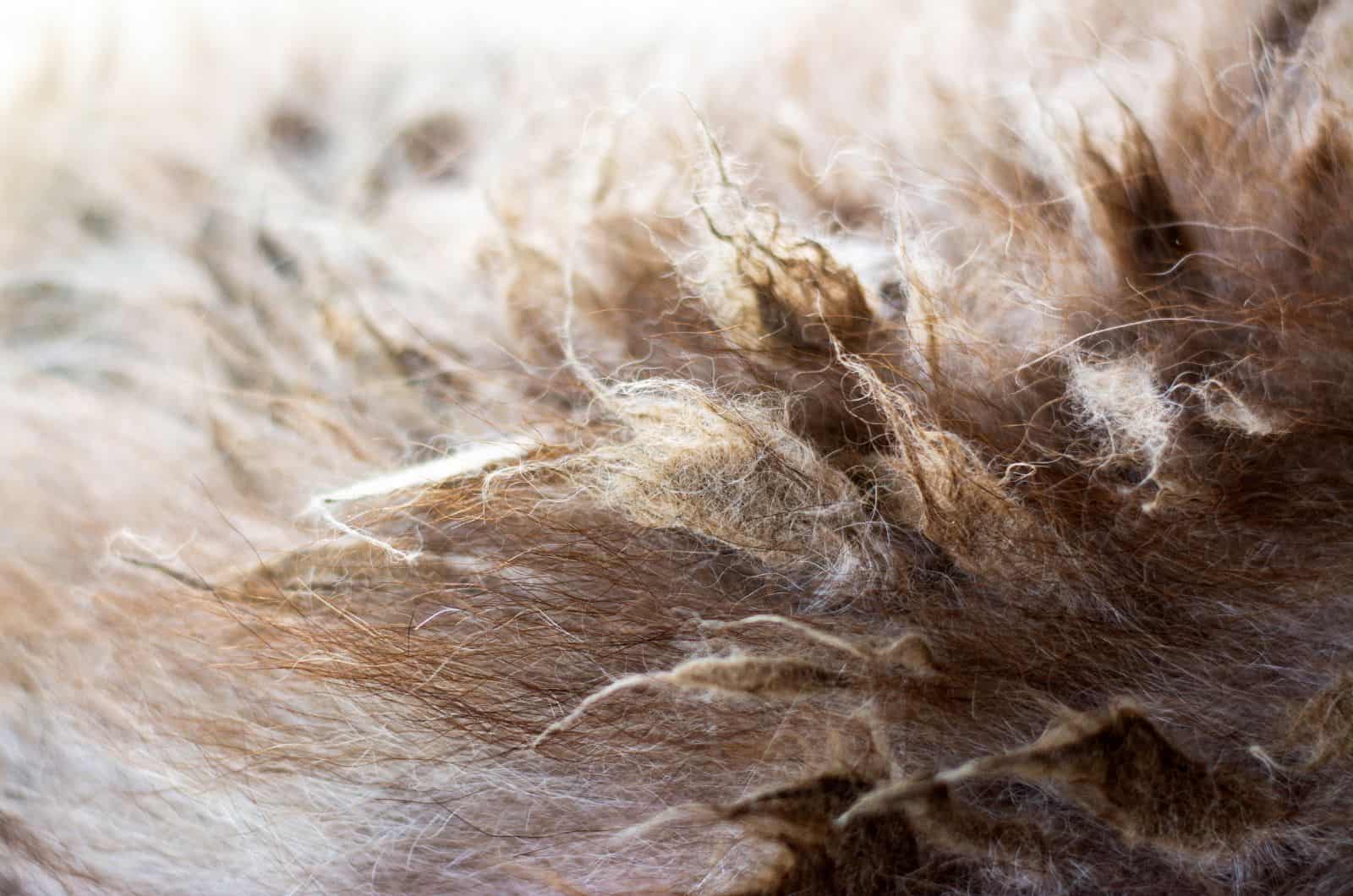 matted cat fur