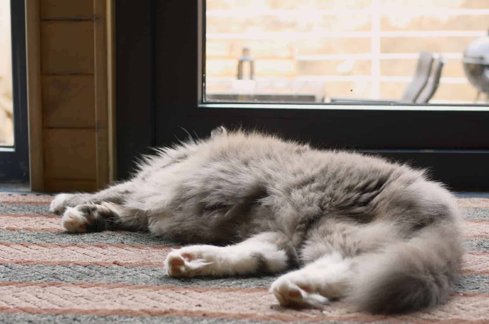 matted grey cat lying on floor