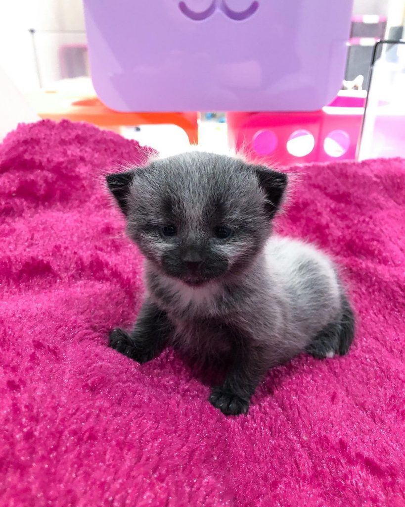 newborn fever coat kitten