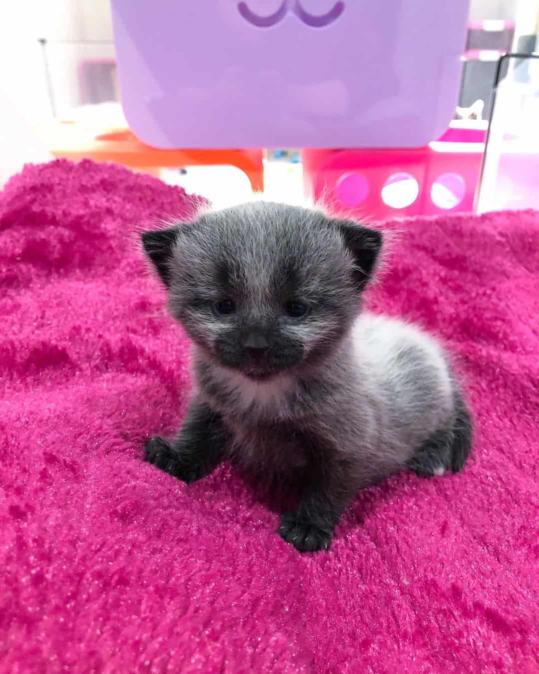 All About Fever Coat Kittens And Their Magical ColorChanging Ability