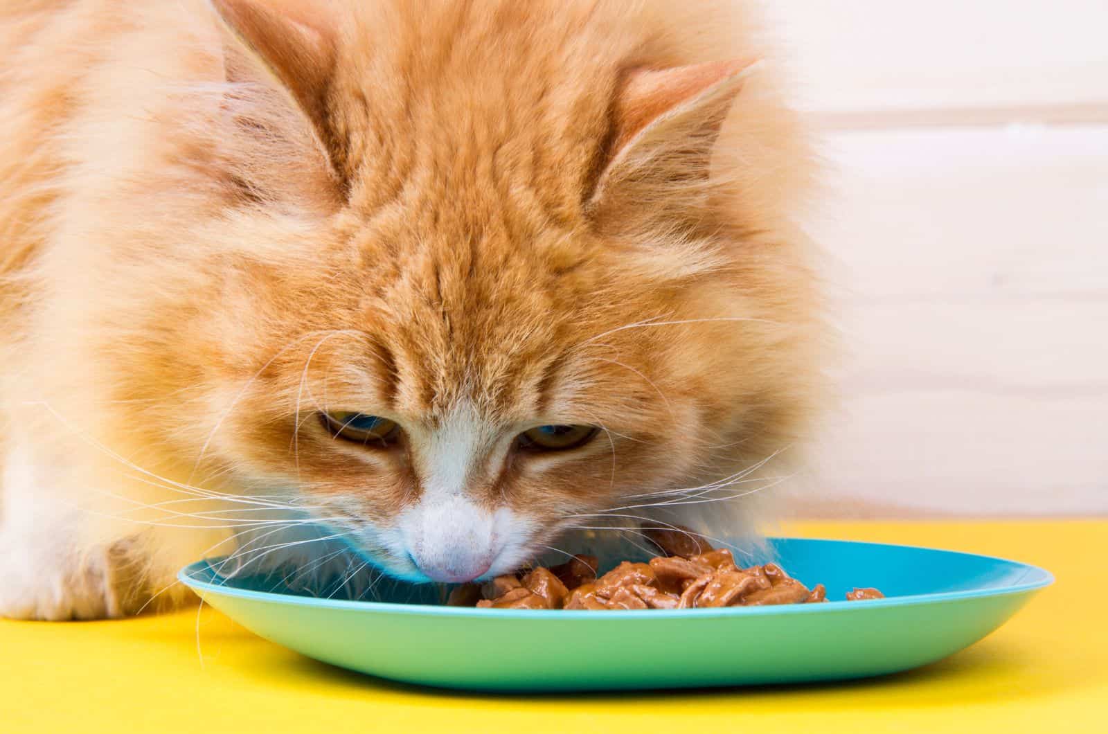 orange cat eating wet food