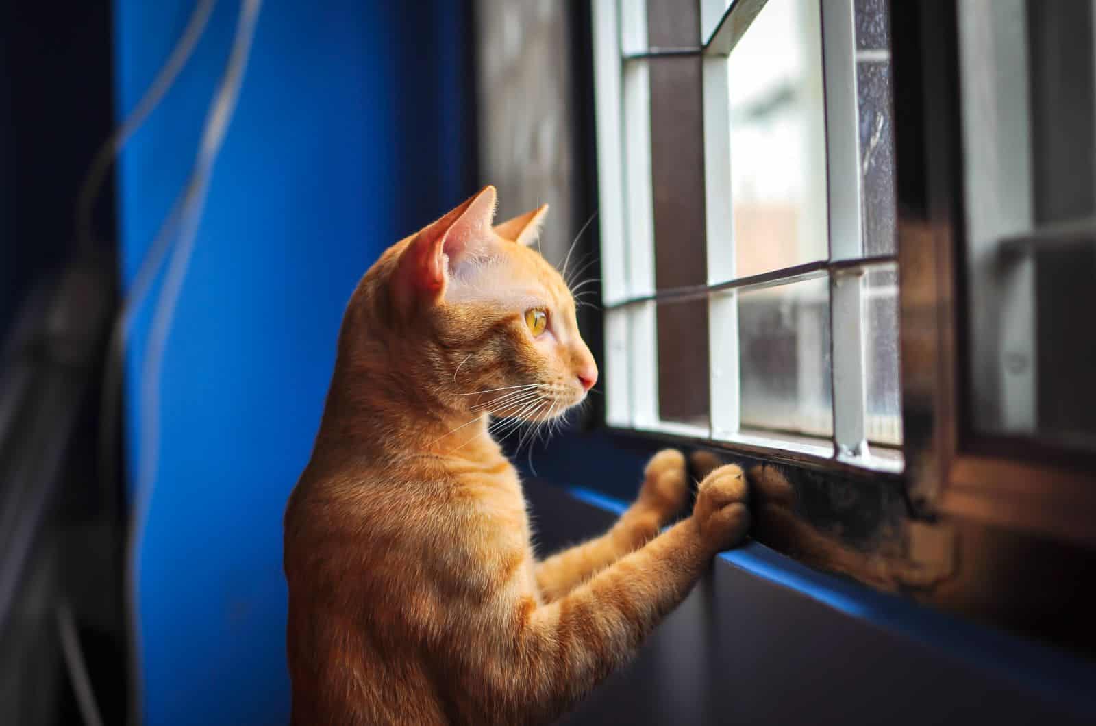 orange cat looking through window