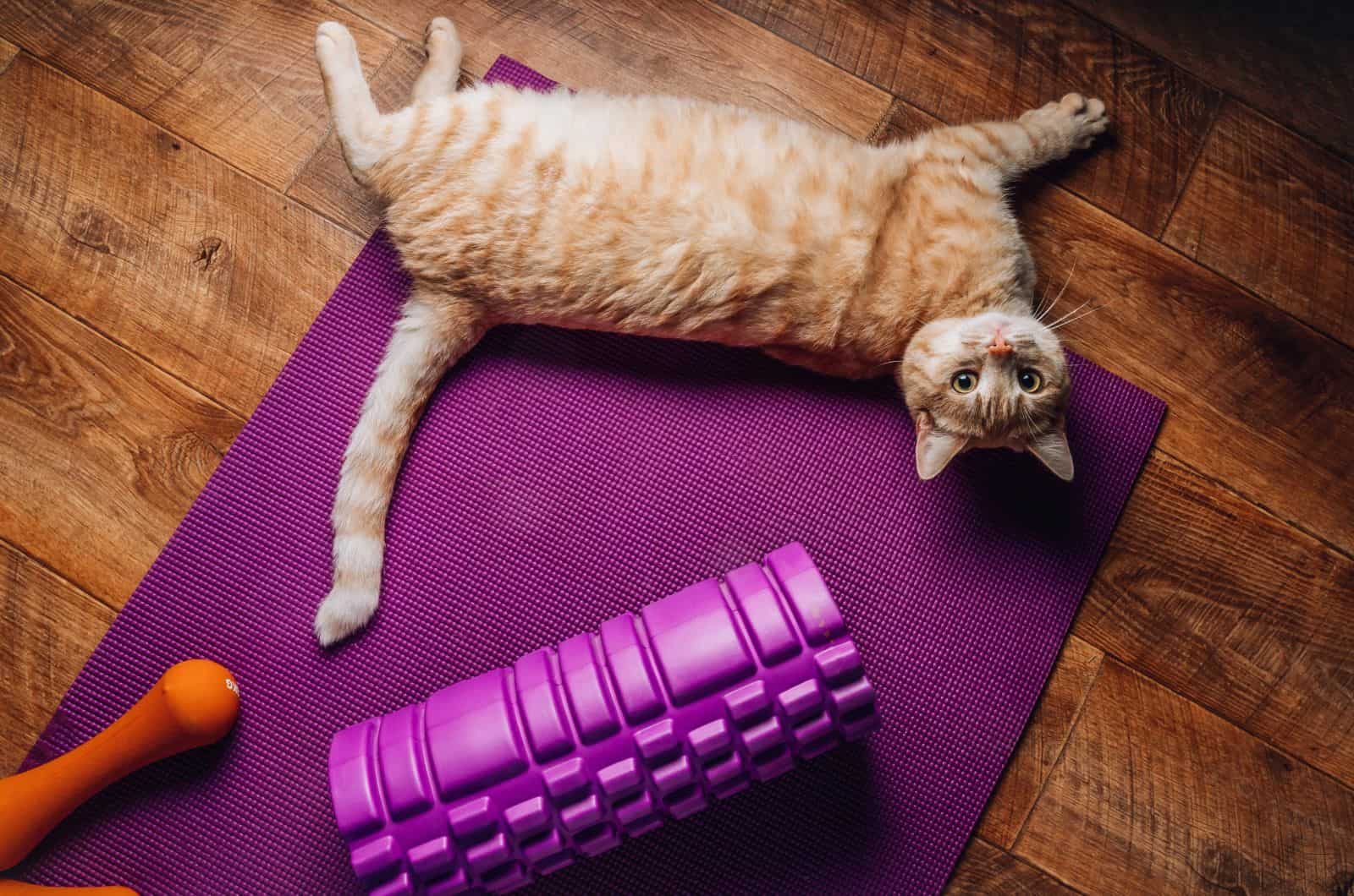 orange cat lying on living room floor