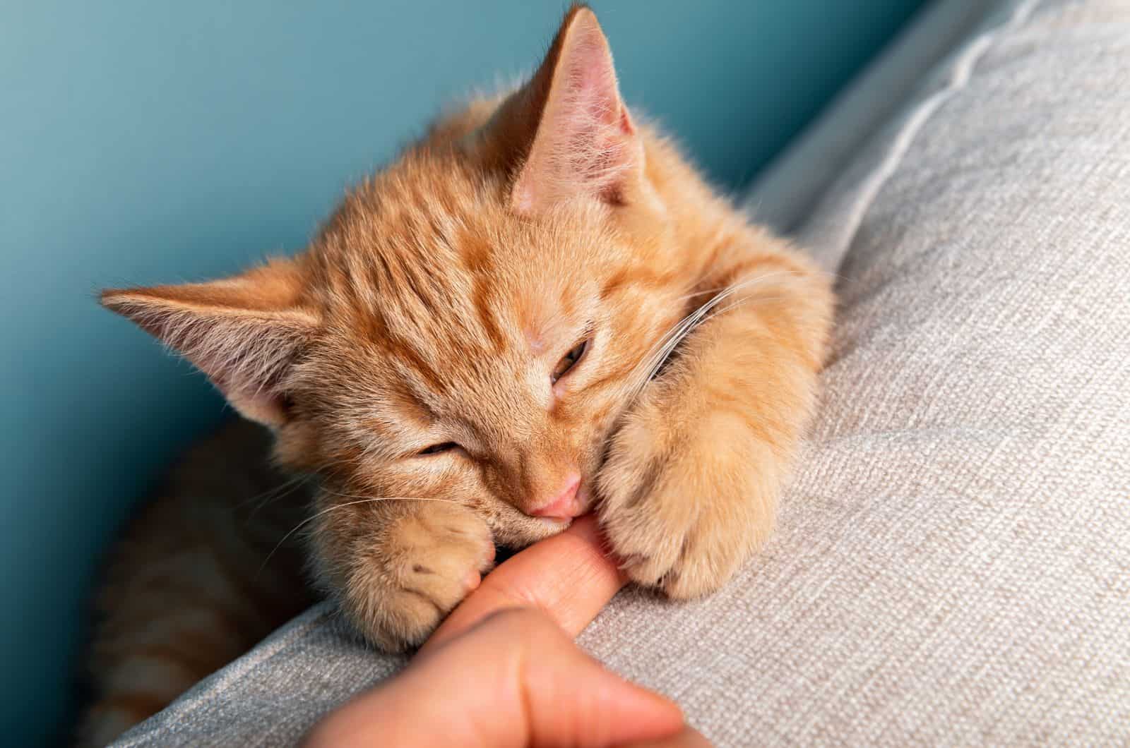 orange cat nibbling on finger